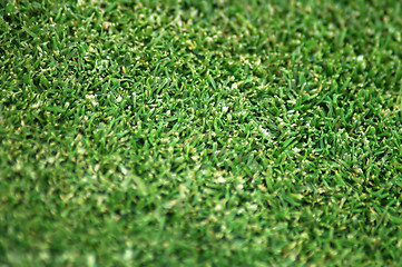 Image showing grass pattern