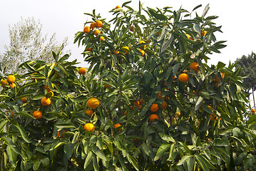 Image showing Tangerines