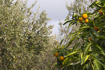 Image showing Tangerines in the garden