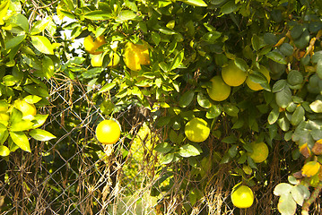 Image showing Ripe lemons