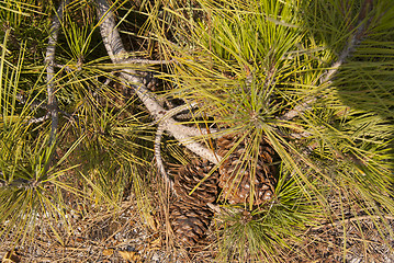 Image showing Pinia branch with a strobila