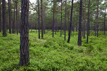 Image showing Green ground