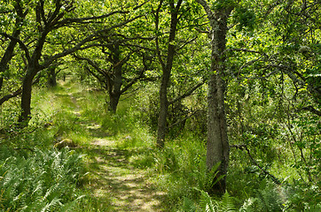 Image showing Footpath