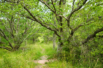 Image showing Oak alley