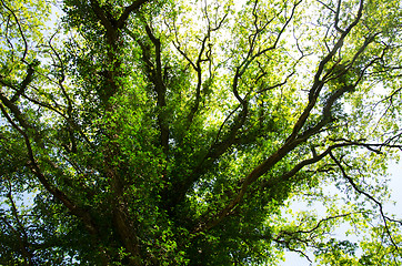 Image showing Green ivy