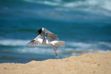 Image showing flying seagull