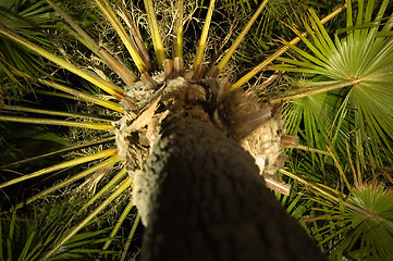 Image showing palm detail