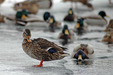 Image showing swimming ducks
