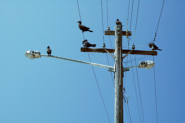 Image showing birds on a pole