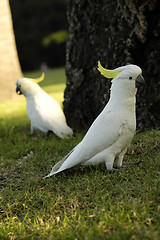 Image showing two parrots