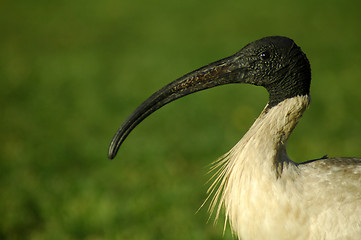 Image showing australian white ibis