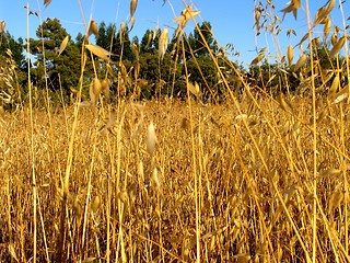 Image showing Golden field