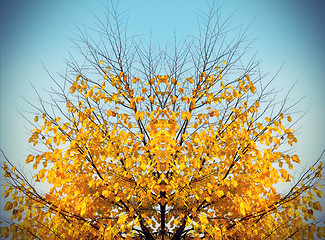 Image showing Autumn tree on sky background