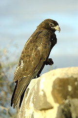 Image showing Galapagos Hawk