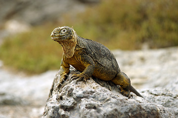 Image showing Land Iguana