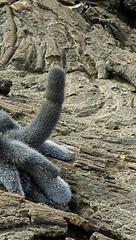 Image showing Lava Cactus