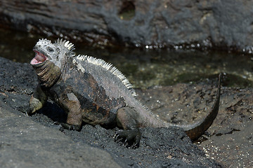 Image showing Marine Iguana