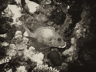 Image showing Underwater Scene of Great Barrier Reef