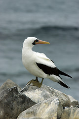 Image showing Masked Booby