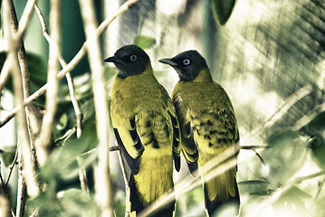 Image showing Birds Park in Kuala Lumpur