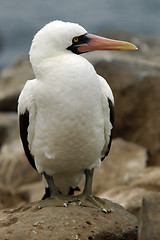 Image showing Masked Booby