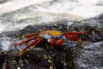 Image showing Sally Lightfoot Crab