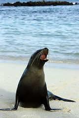 Image showing Galapagos seal