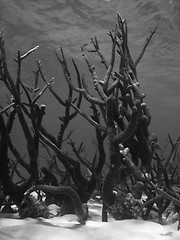 Image showing Underwater Scene of Great Barrier Reef