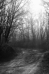 Image showing Autumnal photo of a forest