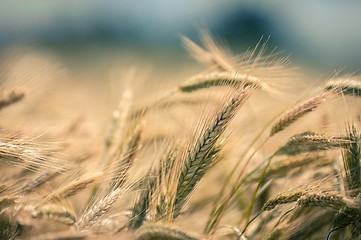 Image showing Dry wheat closeup photo