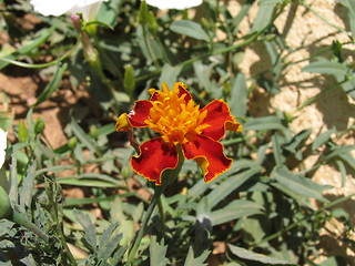 Image showing Flower 1