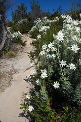 Image showing bush land