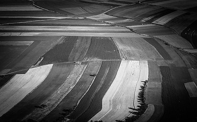 Image showing Big field ready to harvest