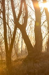 Image showing Autumnal photo of a forest