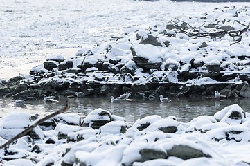 Image showing Some birds enjoy the winter cold