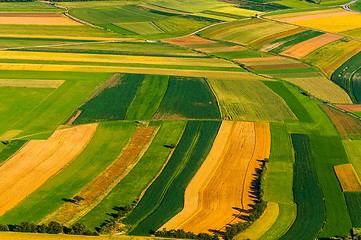 Image showing Big field ready to harvest