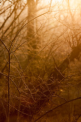 Image showing Autumnal photo of a forest