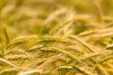 Image showing Dry wheat closeup photo