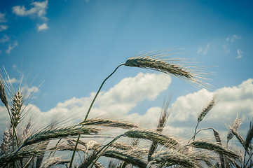 Image showing Dry wheat closeup photo