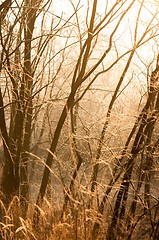 Image showing Autumnal photo of a forest