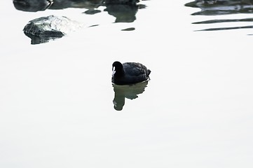 Image showing Some bird enjoy the winter cold