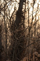 Image showing Autumnal photo of a forest