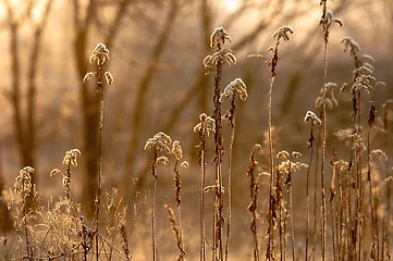 Image showing Autumnal photo of a forest