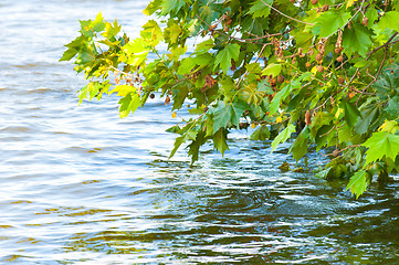 Image showing Some leaves and water