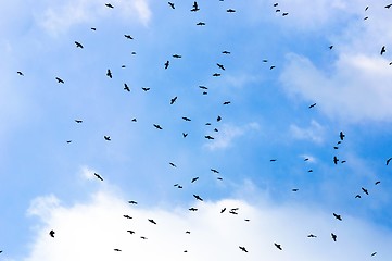 Image showing A large group of crows