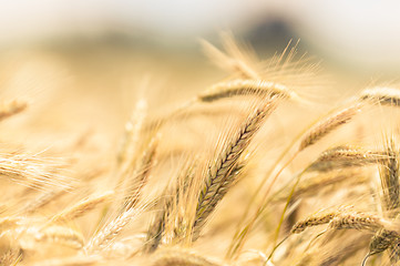 Image showing Dry wheat closeup photo