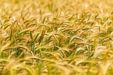 Image showing Dry wheat closeup photo