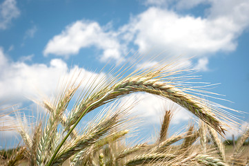 Image showing Dry wheat closeup photo