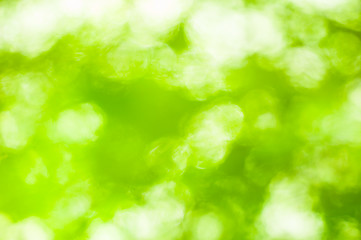 Image showing Green, out of focus background