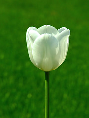 Image showing One tulip